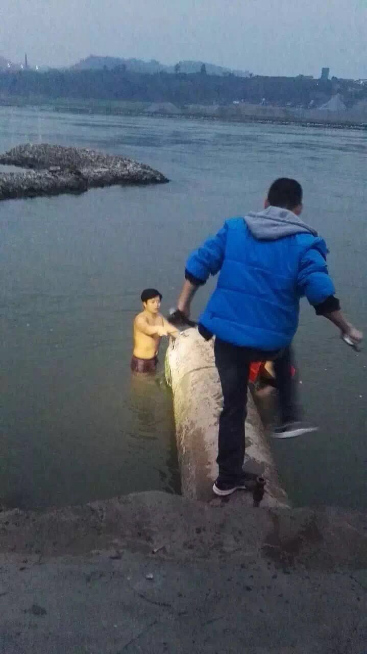 緊急啟用新建取水管 攻克低水位取水難題